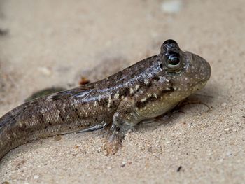 Closeup of mudskipper periophthalmus kalolo walking fish on beach curieuse island, seychelles