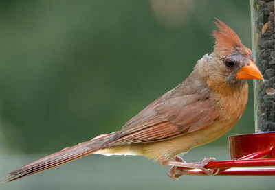 Big red plume on a northern cardinal