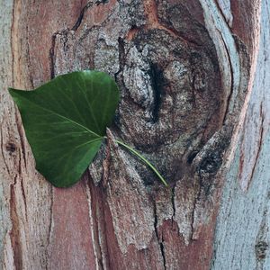 Close-up of fresh green leaves on tree trunk