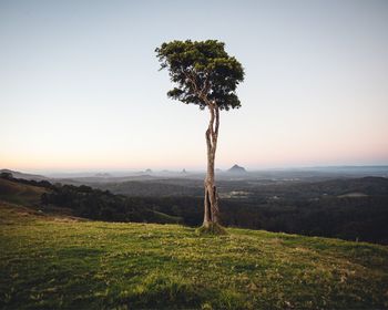 Tree on landscape against clear sky