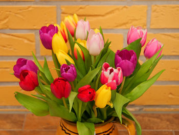 Close-up of pink tulips