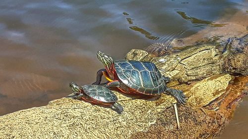 High angle view of tortoise on water
