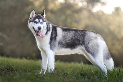 Close-up of dog on field