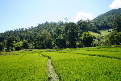 Scenic view of agricultural field against sky