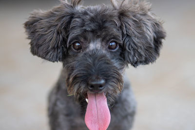 Close-up portrait of dog