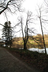 Bare trees on landscape against sky