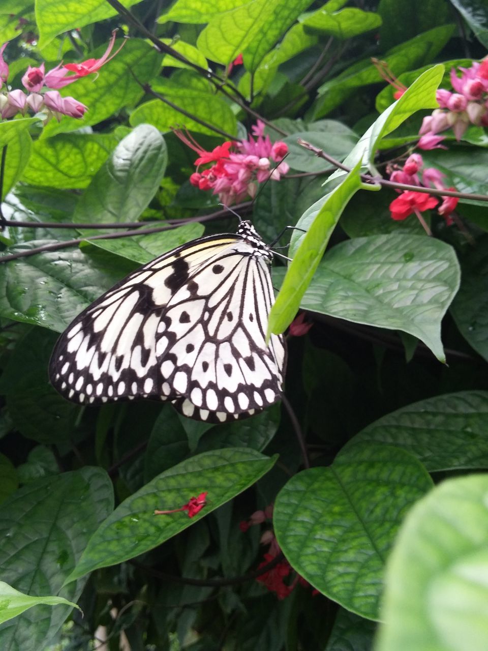 CLOSE-UP OF BUTTERFLY ON LEAF