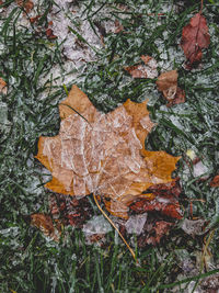 High angle view of dry maple leaves on field