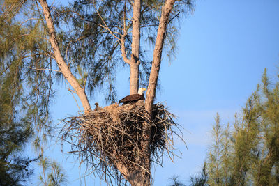 Low angle view of bird nest on tree against sky