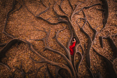 High angle view of young woman sleeping between roots during autumn