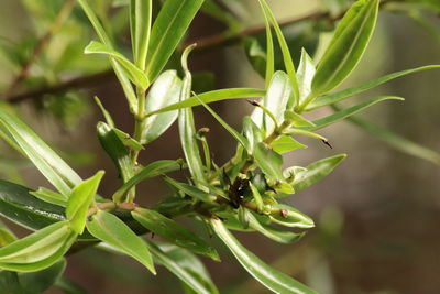 Close-up of fresh green plant