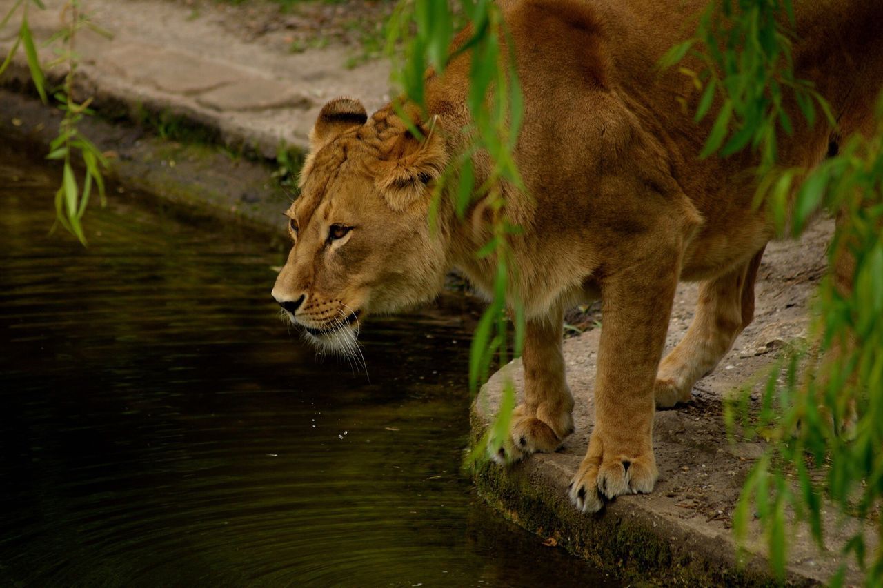 animals in the wild, animal themes, mammal, one animal, water, animal wildlife, no people, day, outdoors, nature