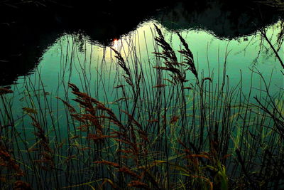 Plants growing in lake