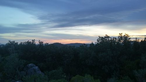 Pine trees in forest against sky during sunset