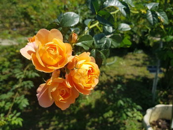 Close-up of rose flower