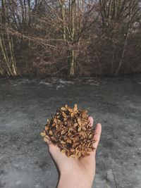 Close-up of person hand holding tree