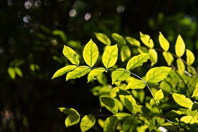 Close-up of green leaves