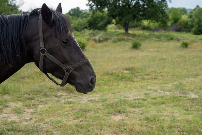 Side view of a horse on field