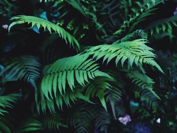 Close-up of fern leaves