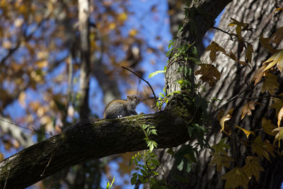 Cute eastern gray squirrel sciurus carolinensis preparing to jump