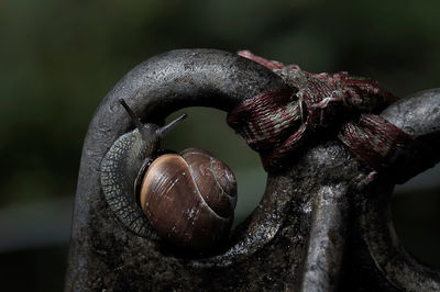 Close-up of shell on tree