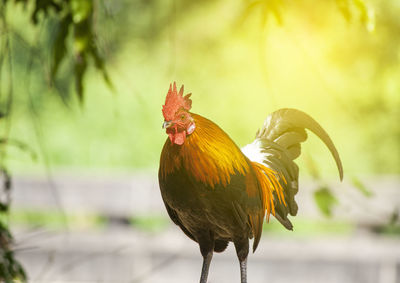 Close-up of a bird