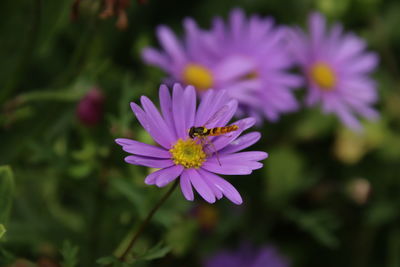 Close-up of insect on purple flower