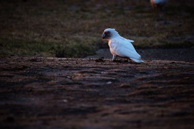 Close-up of seagull perching on wood