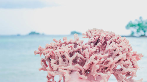 Close-up of pink flowering plant against sea