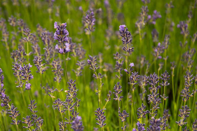 Close-up of fresh purple lavender flowers in field