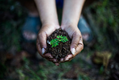 Close-up of hand holding plant