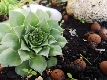 High angle view of succulent plant