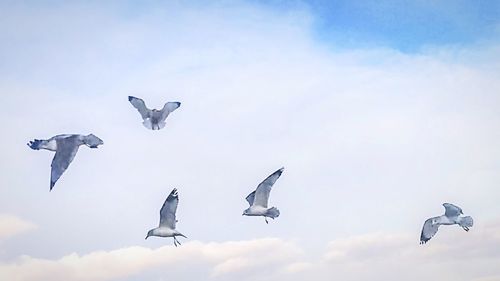 Low angle view of bird flying in sky