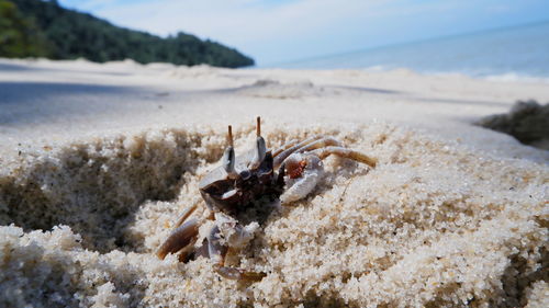 View of crab on beach