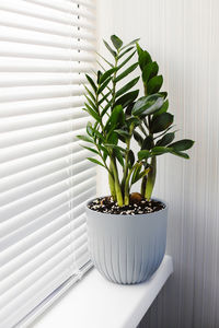 Zamiokulkas flower in a gray pot on the windowsill against the background of window blinds