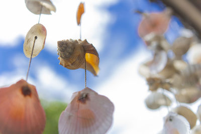 Low angle view of flowering plants against sky