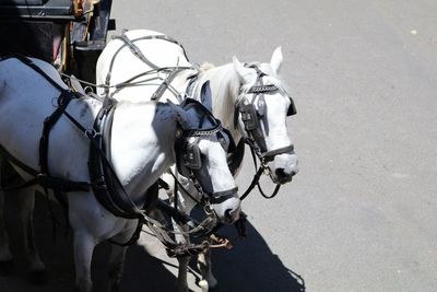 High angle view of horses on street