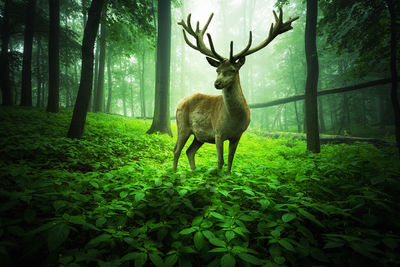 Big deer stands in a magical forest