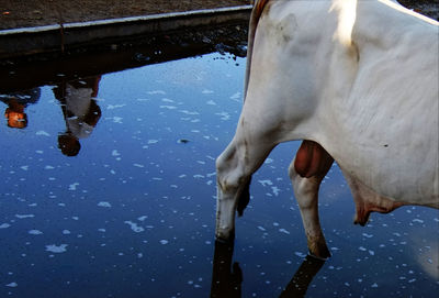 Close-up of horse in water