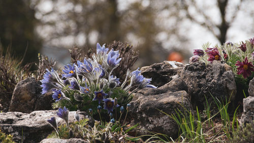 Close-up of purple flowering plants on rocks