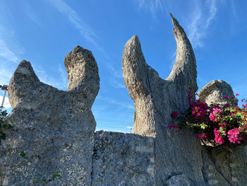 Low angle view of flowering plants against rocks