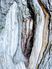 Close-up of tree trunk