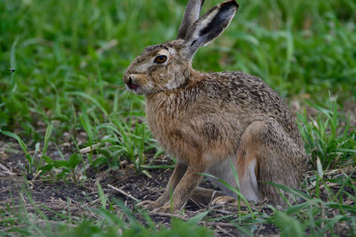 Close-up of rabbit on field