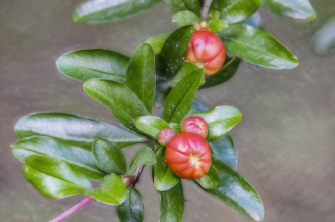 CLOSE-UP OF RED BERRIES