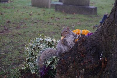 Squirrel on rock