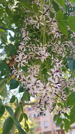 Low angle view of flowering plant against trees