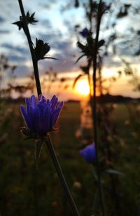 Close-up of thistle blooming on field against sky
