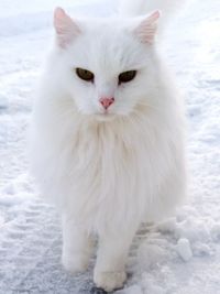 White cat sitting on snow