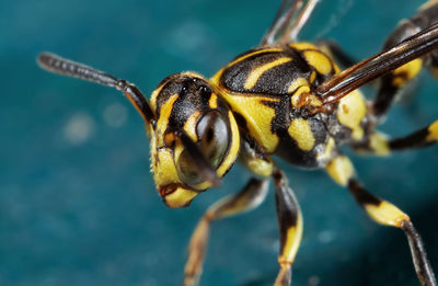 Close-up of insect on plant