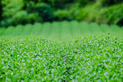 Close-up of fresh green grass in field